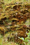 Zilkale'de kaya yosunları