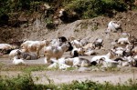 Keçiler yol verip dinlenmeye çekildiler